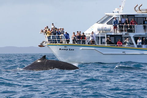 Phillip Island Whale Watching Tour - Inverell Accommodation 4
