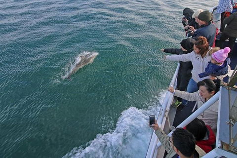 Phillip Island Whale Watching Tour - Inverell Accommodation 5
