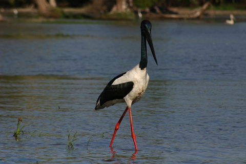 Litchfield And Jumping Crocodiles Full Day Trip From Darwin - Inverell Accommodation 1