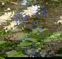 Yellow Water Cruise - Kakadu - Inverell Accommodation