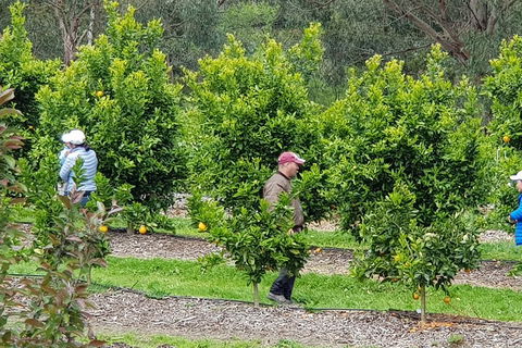 Dandenong Ranges And Rayners Orchard Tour From Melbourne - Inverell Accommodation 2