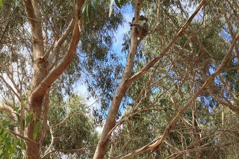 Kangaroo Island 4WD Tour - Best Of KI In 2 Days - Inverell Accommodation 0