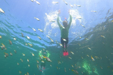 Manly Snorkel Trip And Nature Walk With Local Guide - Inverell Accommodation 0