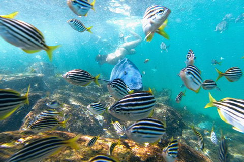 Manly Snorkel Trip And Nature Walk With Local Guide - Inverell Accommodation 2