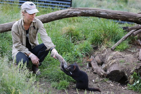After Dark Tasmanian Devil Feeding Tour At Cradle Mountain - Inverell Accommodation 1