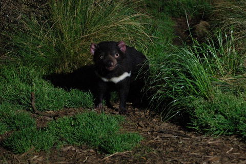 After Dark Tasmanian Devil Feeding Tour At Cradle Mountain - Inverell Accommodation 4