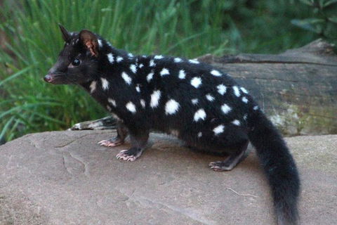 After Dark Tasmanian Devil Feeding Tour At Cradle Mountain - Inverell Accommodation 5