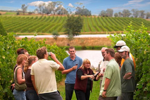 Yarra Valley Balloon Flight And Winery Tour - Inverell Accommodation 4
