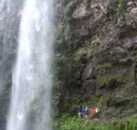 Springbrook National Park Discovery Full-Day Bushwalking Tour - Inverell Accommodation