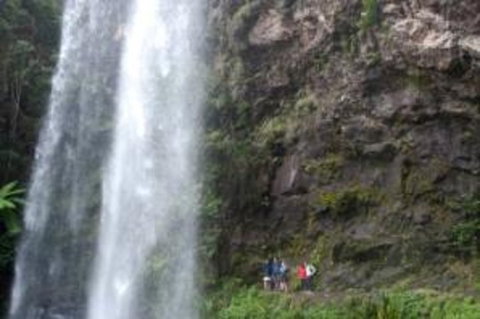 Springbrook National Park Discovery Full-Day Bushwalking Tour - Inverell Accommodation 0