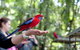 Springbrook National Park Discovery Full-Day Bushwalking Tour - thumb 1