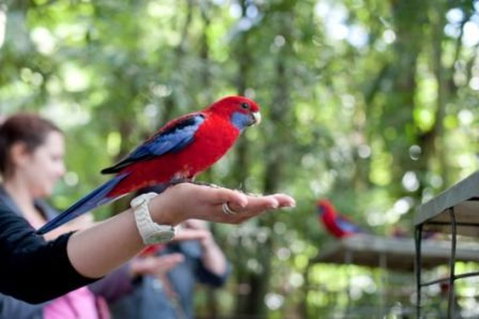 Springbrook National Park Discovery Full-Day Bushwalking Tour - Inverell Accommodation 1