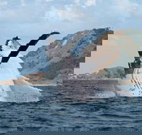 Byron Bay Whale Watching Cruise - Inverell Accommodation