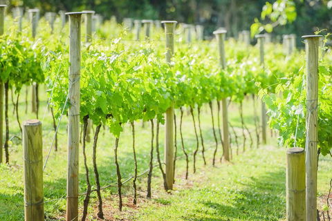 Deluxe Winery Tour To Tamborine Mountain, Includes Gourmet Two Course Lunch - Inverell Accommodation 5