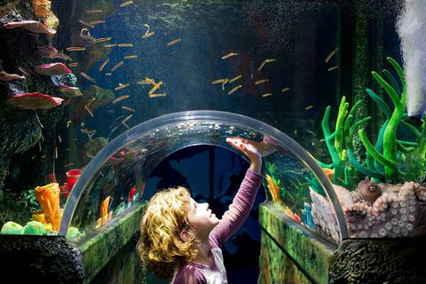 Melbourne BIG Ticket - LEGOLAND Discovery And SEA LIFE Melbourne - Inverell Accommodation 2