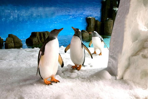 Penguin Passport At SEA LIFE Melbourne Aquarium - Inverell Accommodation 1