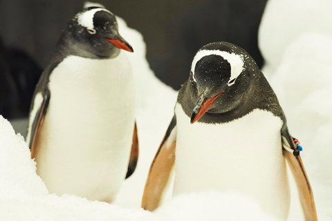 Penguin Passport At SEA LIFE Melbourne Aquarium - Inverell Accommodation 2