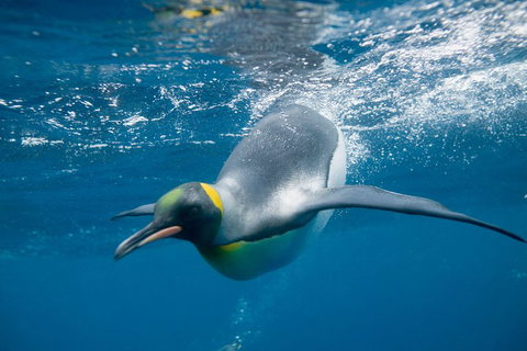 Penguin Passport At SEA LIFE Melbourne Aquarium - Inverell Accommodation 3