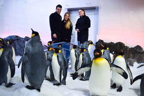Penguin Passport At SEA LIFE Melbourne Aquarium - Inverell Accommodation 4