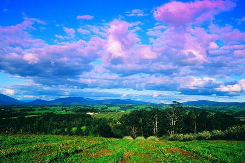 Yarra Valley Wine And Cider Tours By Classic Convertibles From Melbourne - Inverell Accommodation 3
