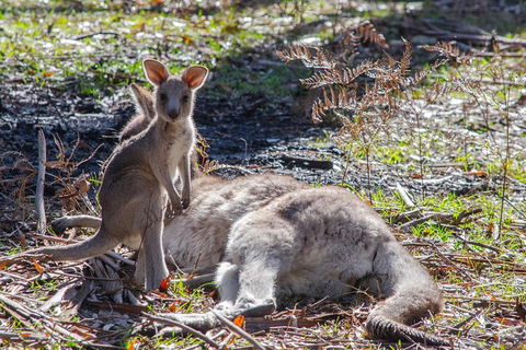 Adelaide To Melbourne 3-Day Trip Through Grampians And Great Ocean Road - Inverell Accommodation 5