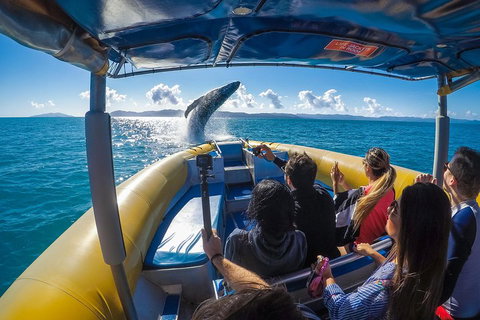 Ocean Rafting Tour To Whitehaven Beach, Hill Inlet Lookout & Top Snorkel Spots - Inverell Accommodation 4