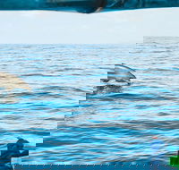 Cruise with Dolphins in Byron Bay - Inverell Accommodation