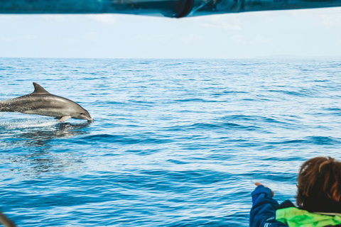 Cruise With Dolphins In Byron Bay - Inverell Accommodation 0