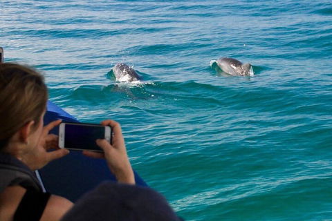 Cruise With Dolphins In Byron Bay - Inverell Accommodation 1