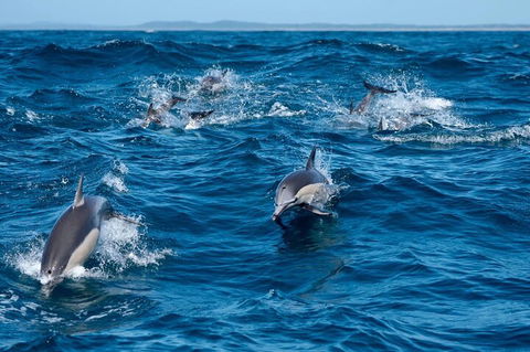Cruise With Dolphins In Byron Bay - Inverell Accommodation 2