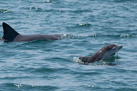 Cruise With Dolphins In Byron Bay - Inverell Accommodation 5