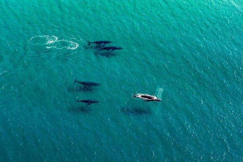 40-45 Minute Port Stephens And Stockton Beach Helicopter Flight - For 2 - Inverell Accommodation 0