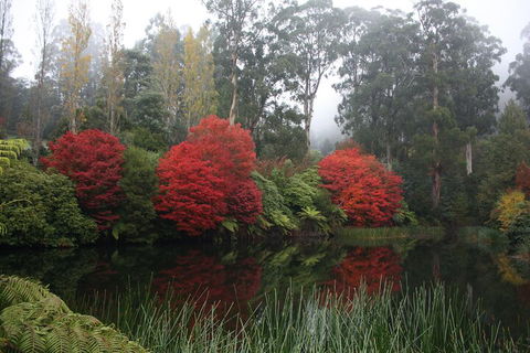 LGBT+ Friendly Full Day Yarra Valley & Dandenong Ranges Private Tour - Inverell Accommodation 2
