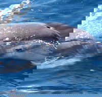 Jervis Bay Dolphin Watch Cruise - Inverell Accommodation