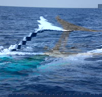 Whale Watching Jervis Bay - Inverell Accommodation