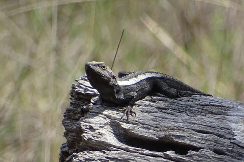 Inside The Greater Blue Mountains World Heritage - A Private Wildlife Safari Overnight - Inverell Accommodation 2