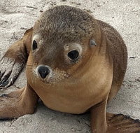 Kangaroo Island Scenic Trail Tour - Inverell Accommodation