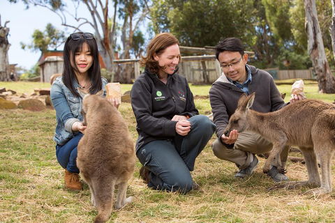 Bonorong Wildlife Park And Richmond Afternoon Tour From Hobart - Inverell Accommodation 1