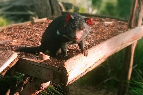 Bonorong Wildlife Park And Richmond Afternoon Tour From Hobart - Inverell Accommodation 4