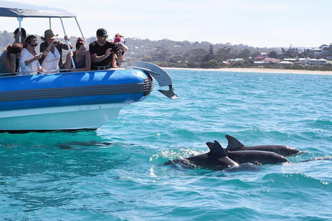 Seal Island Boat Tour From Victor Harbor - Inverell Accommodation 5