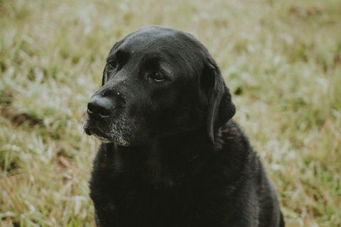 Daylesford Wine Tours: Wine, Cider, Gin, Vodka, Port, Food & Sights Tours! - Inverell Accommodation 4