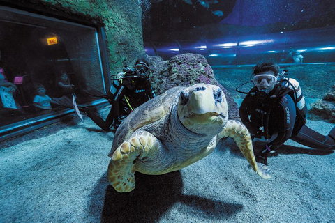 Dive With Sharks At AQWA - Inverell Accommodation 2