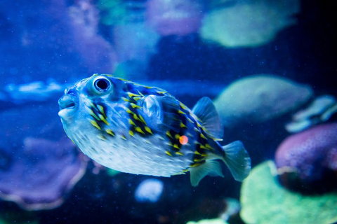 Dive With Sharks At AQWA - Inverell Accommodation 4