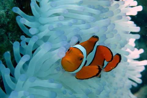 Seastar Luxury Outer Great Barrier Reef Island And Reef Tour From Cairns - Inverell Accommodation 0