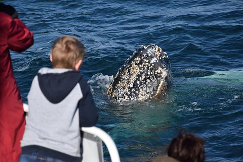 Phillip Island Whale Watching Tour - Inverell Accommodation 2