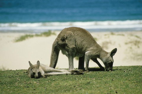 Great Ocean Road Highlights Tour - 2 Days, 1 Night - Inverell Accommodation 2