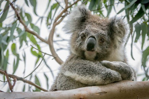 Great Ocean Road & Grampians National Park Tour - 3 Days, 2 Nights - Inverell Accommodation 2