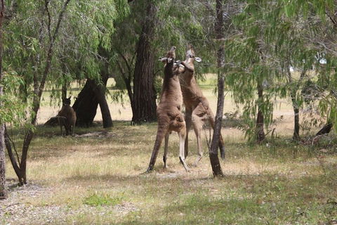Margaret River Coastal And Wildlife Eco Trip From Busselton Or Dunsborough - Inverell Accommodation 1