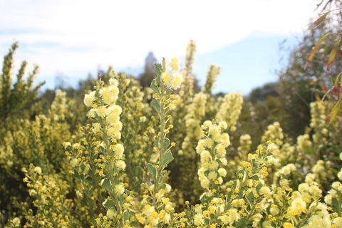 Margaret River Coastal And Wildlife Eco Trip From Busselton Or Dunsborough - Inverell Accommodation 4